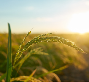 Agriculture